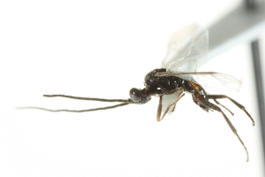  ( - 07PROBE-23400)  @12 [ ] CreativeCommons - Attribution (2010) CBG Photography Group Centre for Biodiversity Genomics