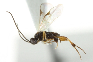  ( - 07PROBE-23431)  @12 [ ] CreativeCommons - Attribution (2010) CBG Photography Group Centre for Biodiversity Genomics