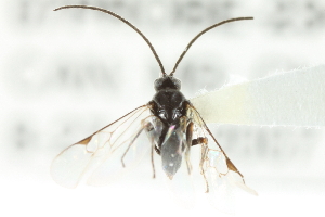  ( - 07PROBE-23449)  @12 [ ] CreativeCommons - Attribution (2010) CBG Photography Group Centre for Biodiversity Genomics