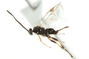  ( - 07PROBE-23459)  @12 [ ] CreativeCommons - Attribution (2010) CBG Photography Group Centre for Biodiversity Genomics