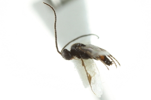  ( - 07PROBE-23461)  @12 [ ] CreativeCommons - Attribution (2010) CBG Photography Group Centre for Biodiversity Genomics