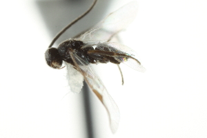  ( - 07PROBE-24237)  @12 [ ] CreativeCommons - Attribution (2010) CBG Photography Group Centre for Biodiversity Genomics