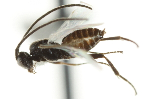  ( - 07PROBE-24240)  @12 [ ] CreativeCommons - Attribution (2010) CBG Photography Group Centre for Biodiversity Genomics