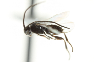  ( - 07PROBE-24241)  @12 [ ] CreativeCommons - Attribution (2010) CBG Photography Group Centre for Biodiversity Genomics