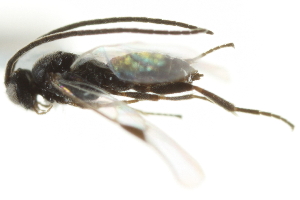  ( - 07PROBE-24242)  @12 [ ] CreativeCommons - Attribution (2010) CBG Photography Group Centre for Biodiversity Genomics