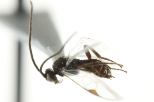  ( - 07PROBE-24243)  @12 [ ] CreativeCommons - Attribution (2010) CBG Photography Group Centre for Biodiversity Genomics