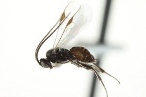  ( - 07PROBE-24244)  @12 [ ] CreativeCommons - Attribution (2010) CBG Photography Group Centre for Biodiversity Genomics