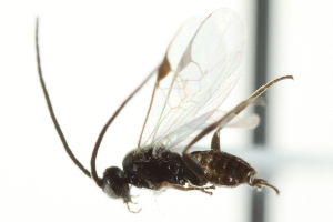  ( - 07PROBE-24245)  @12 [ ] CreativeCommons - Attribution (2010) CBG Photography Group Centre for Biodiversity Genomics