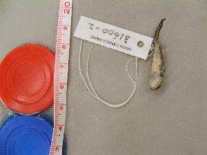  (Ambystoma macrodactylum - AMMAC-CMNAR 31600-02)  @13 [ ] Unspecified (default): All Rights Reserved  Unspecified Unspecified