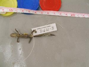  (Ambystoma macrodactylum - AMMAC-CMNAR 31621-03)  @13 [ ] Unspecified (default): All Rights Reserved  Unspecified Unspecified