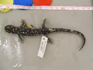  (Ambystoma maculatum - AMMAC-CMNAR 32787 L)  @14 [ ] Unspecified (default): All Rights Reserved  Unspecified Unspecified