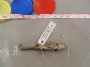  ( - AMGRA-CMNAR 32190-03)  @13 [ ] Unspecified (default): All Rights Reserved  Unspecified Unspecified