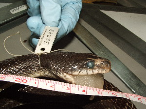  (Pantherophis obsoletus - ELOBS-CMNAR 32243)  @14 [ ] Unspecified (default): All Rights Reserved  Unspecified Unspecified