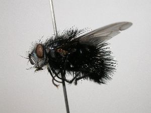  (Pseudobombyliomyia linelliiDHJ02 - Haber 000015)  @13 [ ] Unspecified (default): All Rights Reserved  Unspecified Unspecified