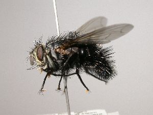  (Austrophorocera Janzen4892 - Haber 000041)  @14 [ ] Unspecified (default): All Rights Reserved  Unspecified Unspecified