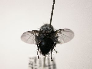  (Austrophorocera Janzen4893 - Haber 000150)  @13 [ ] Unspecified (default): All Rights Reserved  Unspecified Unspecified