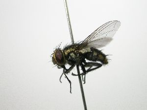  ( - Haber 000195)  @13 [ ] Unspecified (default): All Rights Reserved  Unspecified Unspecified