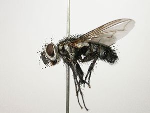  (Austrophorocera longiuscula - Haber 000273)  @14 [ ] Unspecified (default): All Rights Reserved  Unspecified Unspecified