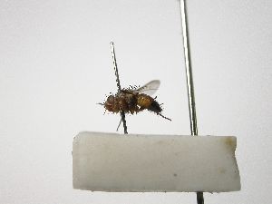  ( - INB0003066046)  @13 [ ] Unspecified (default): All Rights Reserved  Unspecified Unspecified