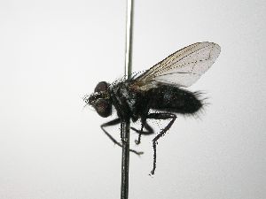  ( - INB0003066163)  @13 [ ] Unspecified (default): All Rights Reserved  Unspecified Unspecified