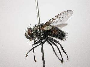  ( - INB0003071136)  @14 [ ] Unspecified (default): All Rights Reserved  Unspecified Unspecified