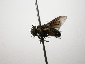  ( - INB0003361338)  @12 [ ] Unspecified (default): All Rights Reserved  Unspecified Unspecified