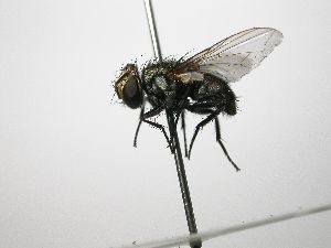  ( - INB0003361346)  @13 [ ] Unspecified (default): All Rights Reserved  Unspecified Unspecified