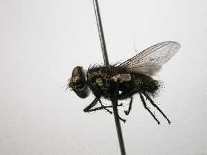  ( - INB0003361385)  @13 [ ] Unspecified (default): All Rights Reserved  Unspecified Unspecified