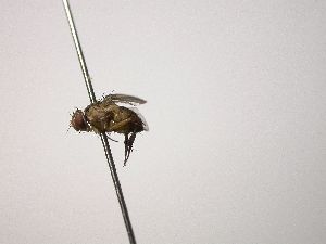  ( - INB0003552802)  @12 [ ] Unspecified (default): All Rights Reserved  Unspecified Unspecified