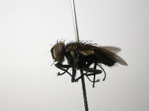  (Chrysoexorista Janzen413 - INB0003552835)  @14 [ ] Unspecified (default): All Rights Reserved  Unspecified Unspecified