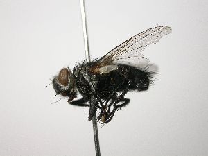  ( - INB0003553083)  @13 [ ] Unspecified (default): All Rights Reserved  Unspecified Unspecified