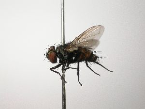  ( - INB0003553272)  @13 [ ] Unspecified (default): All Rights Reserved  Unspecified Unspecified