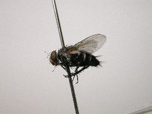  ( - INB0003565899)  @11 [ ] Unspecified (default): All Rights Reserved  Unspecified Unspecified