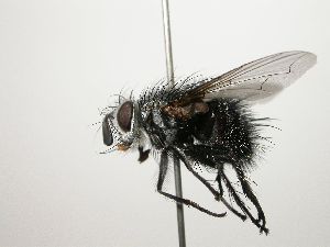  (Austrophorocera Janzen4895 - Haber 000467)  @15 [ ] Unspecified (default): All Rights Reserved  Unspecified Unspecified