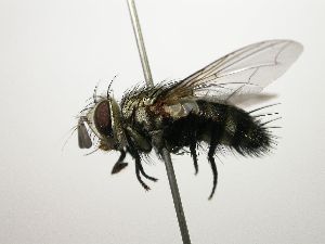  (Austrophorocera Janzen4891 - Haber 000470)  @15 [ ] Unspecified (default): All Rights Reserved  Unspecified Unspecified
