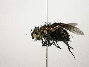  (Chrysoexorista Malaise4065 - Haber 000504)  @14 [ ] Unspecified (default): All Rights Reserved  Unspecified Unspecified