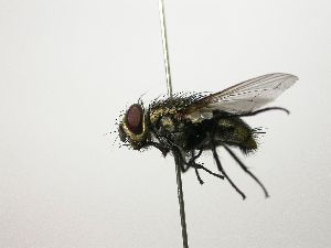  ( - Haber 000524)  @13 [ ] Unspecified (default): All Rights Reserved  Unspecified Unspecified