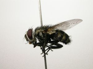  ( - Haber 000559)  @14 [ ] Unspecified (default): All Rights Reserved  Unspecified Unspecified