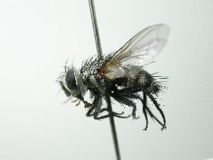  (Austrophorocera Wood03 - INBIOCRI001959242)  @14 [ ] Unspecified (default): All Rights Reserved  Unspecified Unspecified