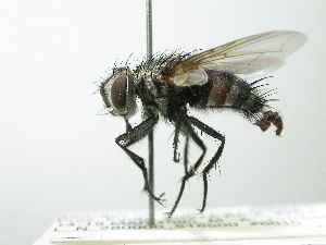  (Austrophorocera complicata - INBIOCRI002425979)  @11 [ ] Unspecified (default): All Rights Reserved  Unspecified Unspecified
