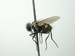  ( - INBIOCRI002426296)  @11 [ ] Unspecified (default): All Rights Reserved  Unspecified Unspecified