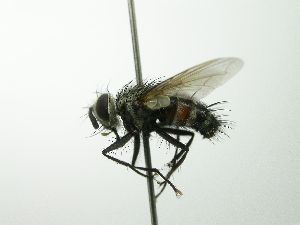  ( - INBIOCRI002604958)  @11 [ ] Unspecified (default): All Rights Reserved  Unspecified Unspecified