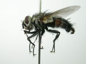  (Austrophorocera Wood10 - inb0003314484)  @14 [ ] Unspecified (default): All Rights Reserved  Unspecified Unspecified