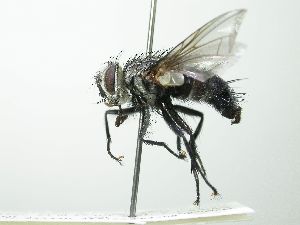  (Austrophorocera Wood05 - inb0003342777)  @14 [ ] Unspecified (default): All Rights Reserved  Unspecified Unspecified