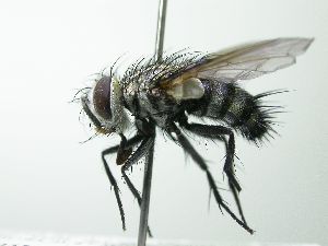  (Austrophorocera Wood08 - inb0003342809)  @14 [ ] Unspecified (default): All Rights Reserved  Unspecified Unspecified