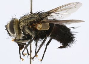  (Austrophorocera Wood14 - inb0003540989)  @14 [ ] Unspecified (default): All Rights Reserved  Unspecified Unspecified