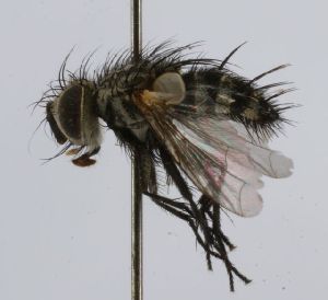  (Austrophorocera Janzen1003 - inb0003702226)  @14 [ ] Unspecified (default): All Rights Reserved  Unspecified Unspecified