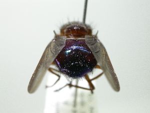  (Mesembrinella sp. 24 - inb0003730700)  @12 [ ] Unspecified (default): All Rights Reserved  Unspecified Unspecified