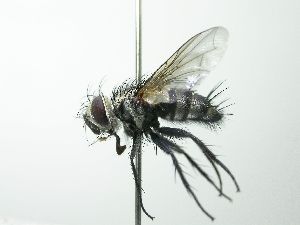  (Austrophorocera Janzen4898 - inb0003739113)  @13 [ ] Unspecified (default): All Rights Reserved  Unspecified Unspecified