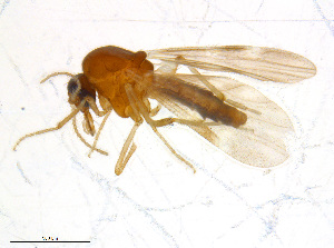  (Culicoides obsoletus - BIOUG14579-D01)  @15 [ ] CreativeCommons - Attribution Non-Commercial Share-Alike (2011) M. Alex Smith University of Guelph